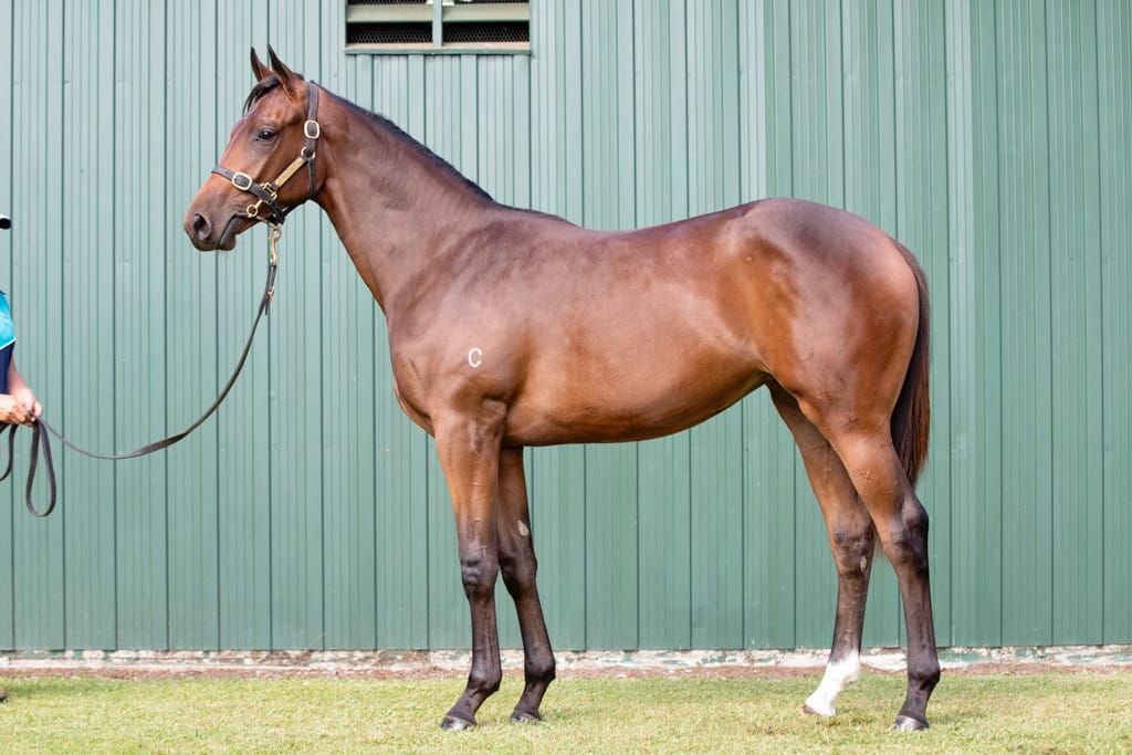 Chequerboard captures Tasmanian Oaks