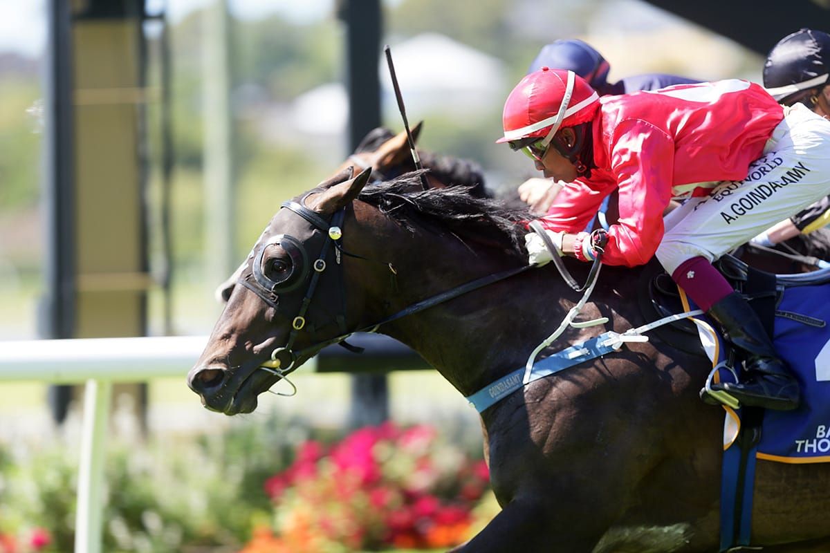 Justacanta gets deserved Ellerslie success