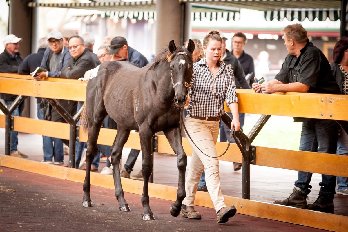 NZB weanling catalogue online