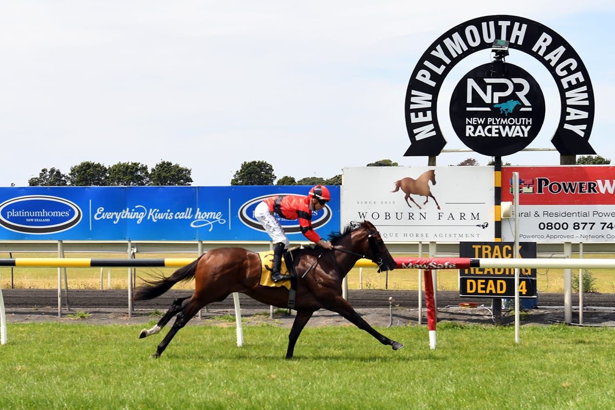 Cole ends wait for second stakes winner with Taranaki triumph