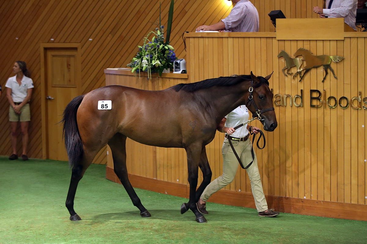Oaks heroine a new star for Waikato Stud’s Jacqwin line