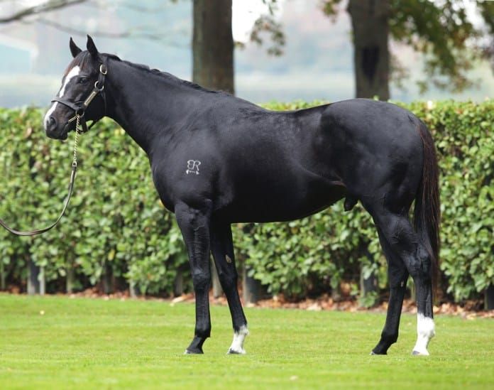 First Season Sires to the Fore in National Weanling Sale