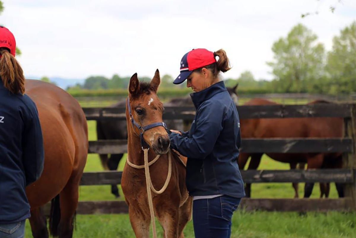 Foal education seminars