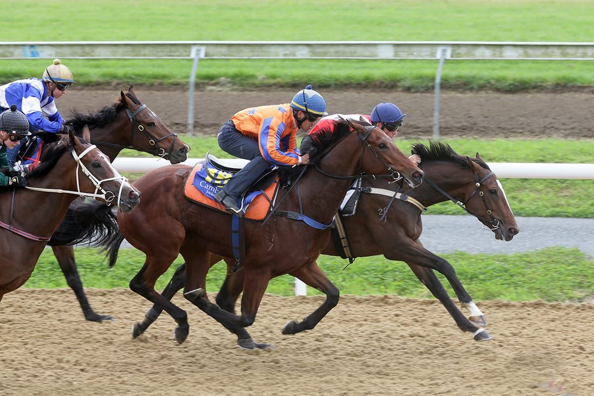 Rider Horse NZ dispersal on gavelhouse.com