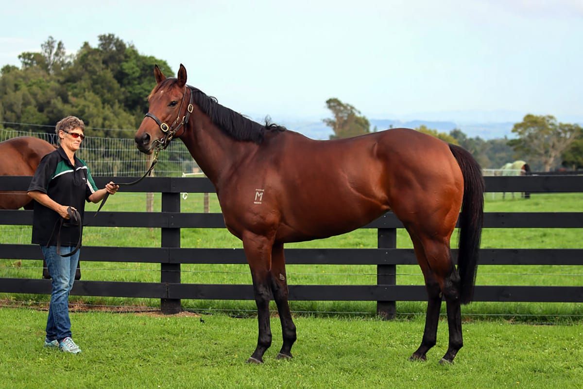 Yearn the headline act in Autumn Online Broodmare Sale