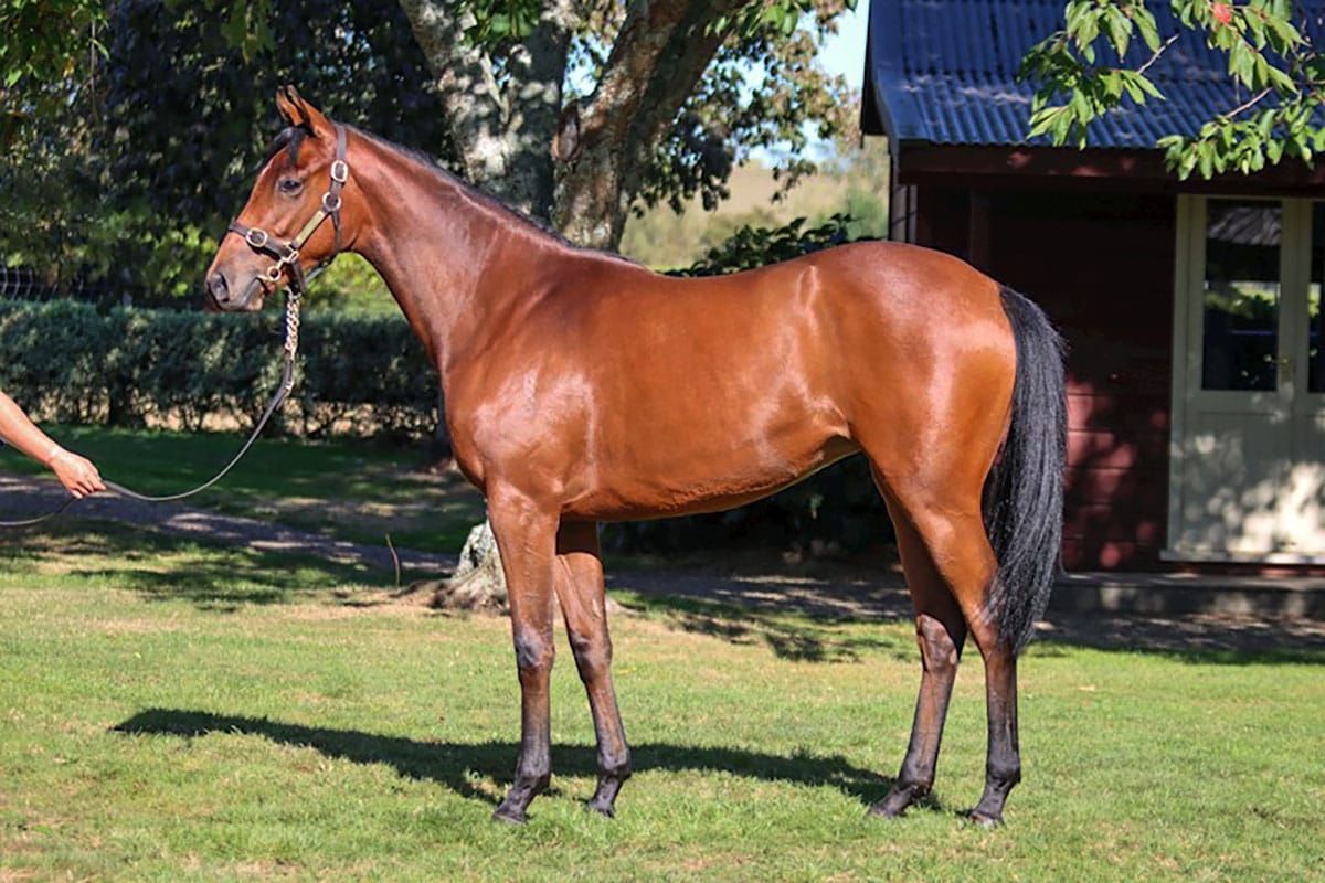 Montre Moi sibling tops South Island Sale