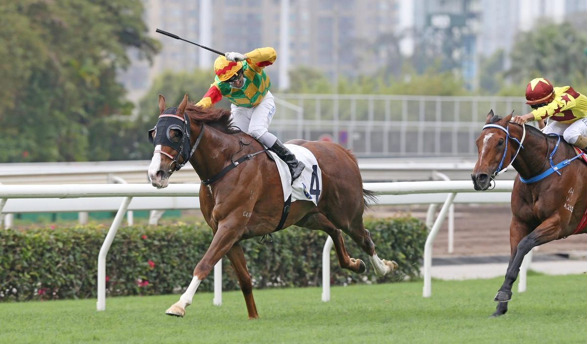 Kiwi-breds dominate Hong Kong features