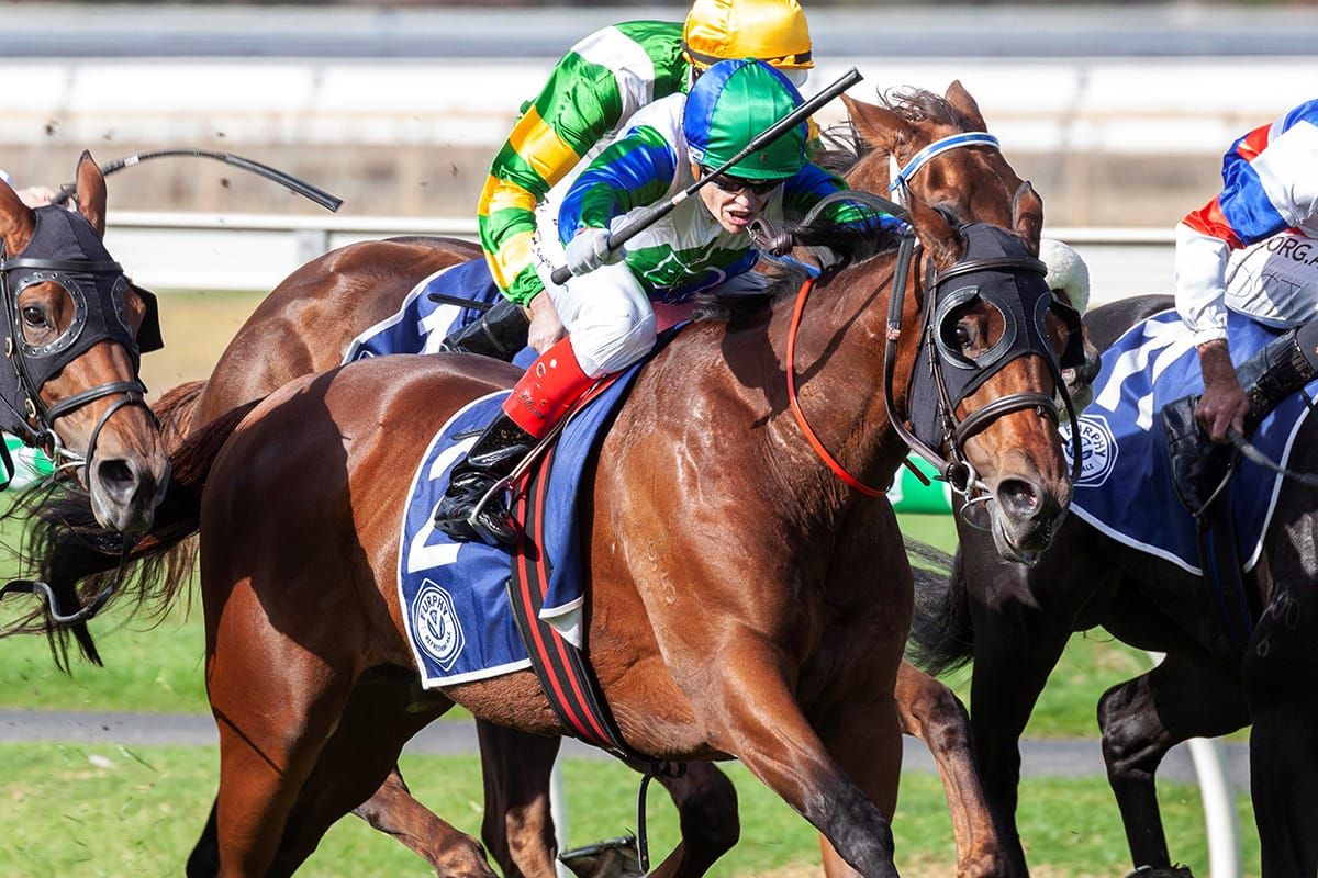 Waikato quinella in Queen of the South