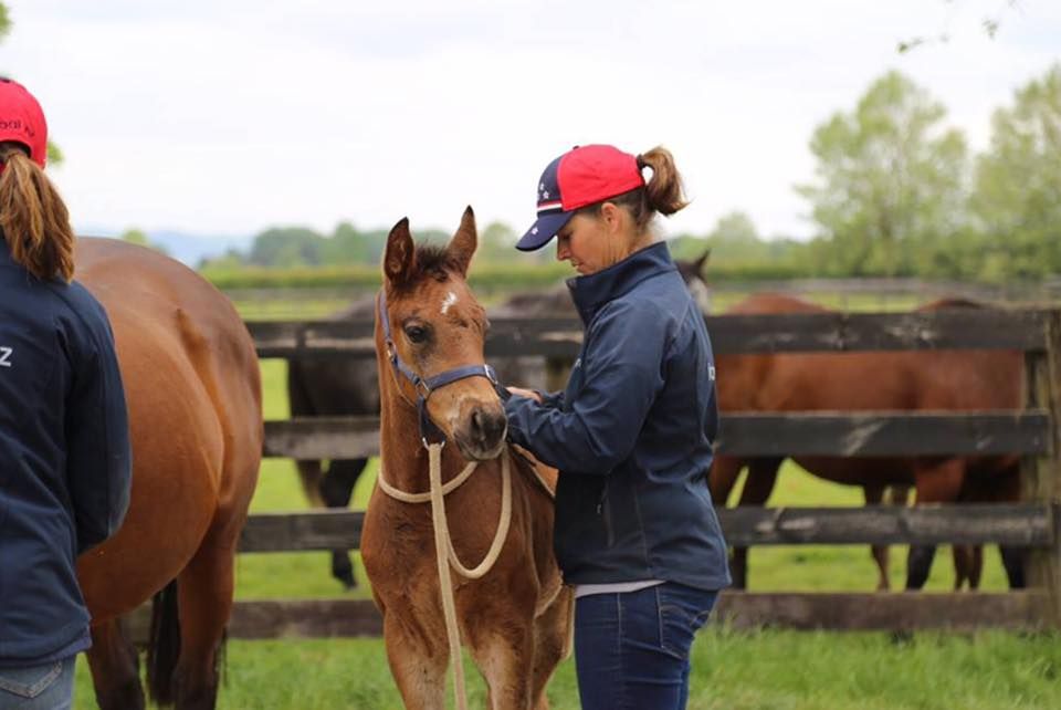 Foal education talks at National Weanling Sale