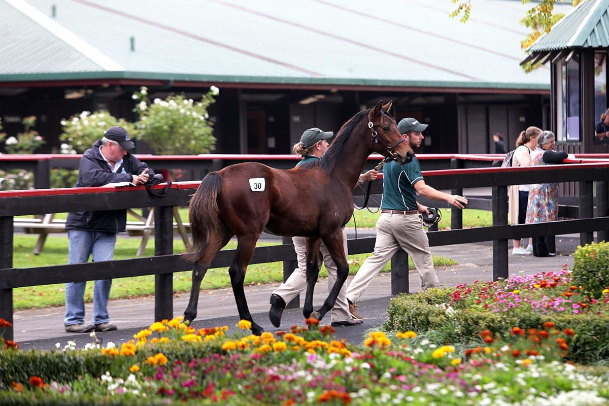 Physical Weanling Sale returns to Karaka