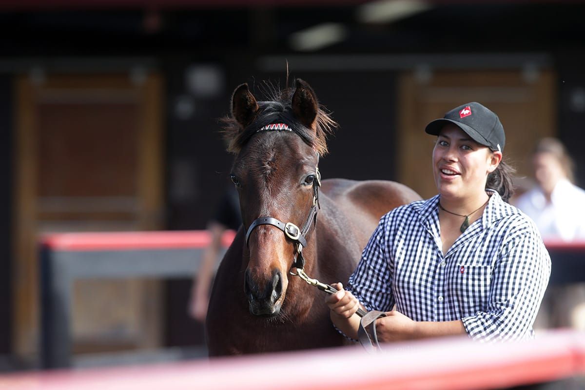 Almanzor colt tops strong weanling sale