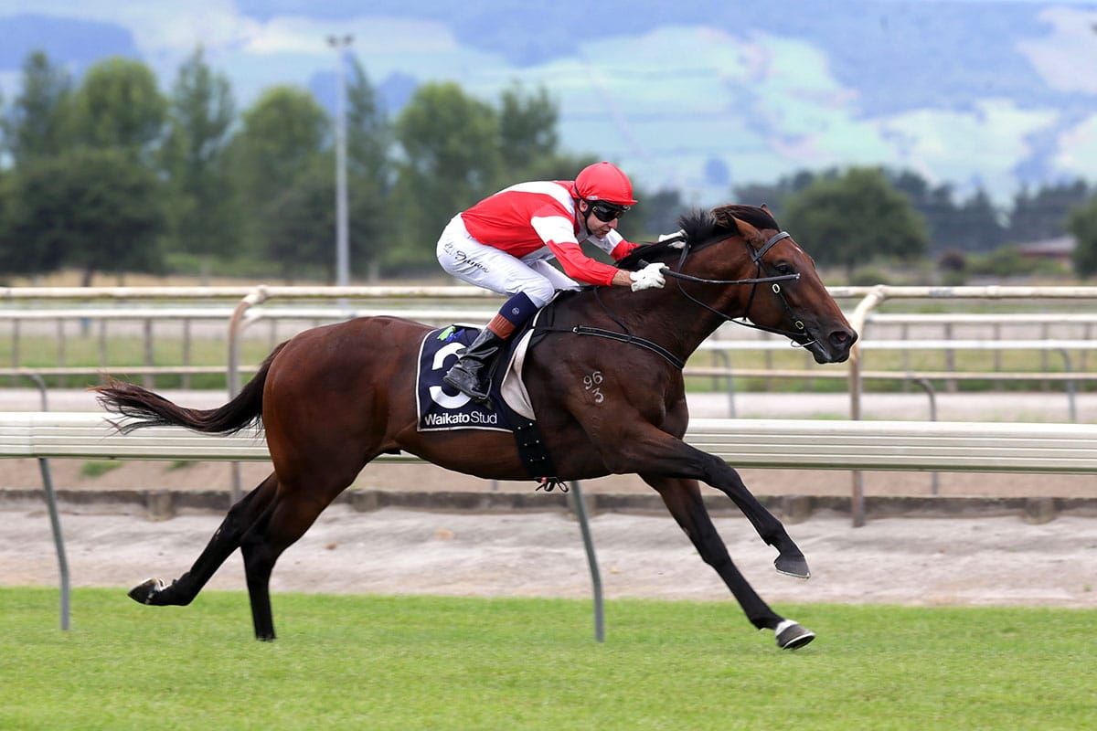Mongolian Falcon boosts Hawke’s Bay stallion ranks