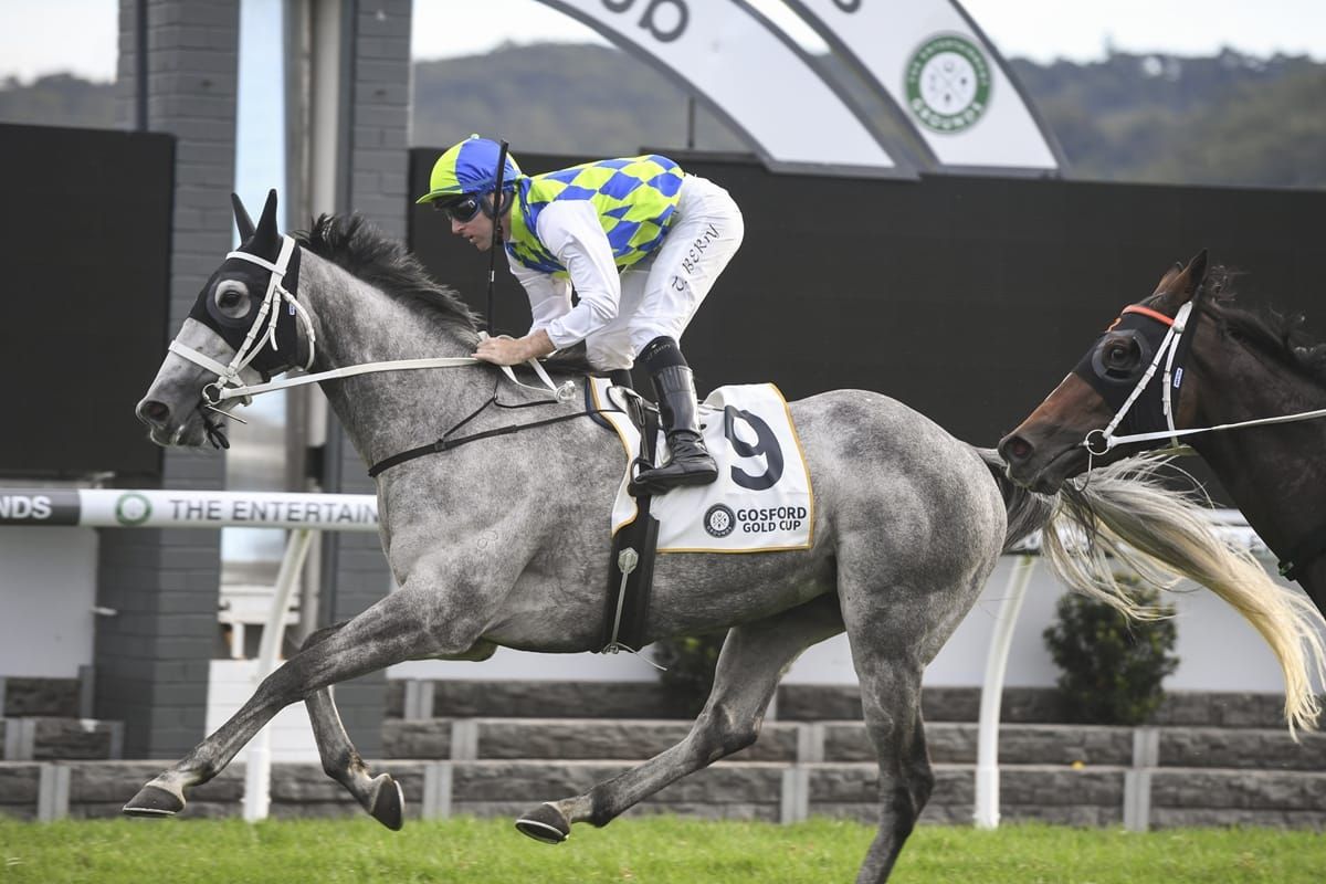 Gift horse Polly Grey wins Gosford Cup