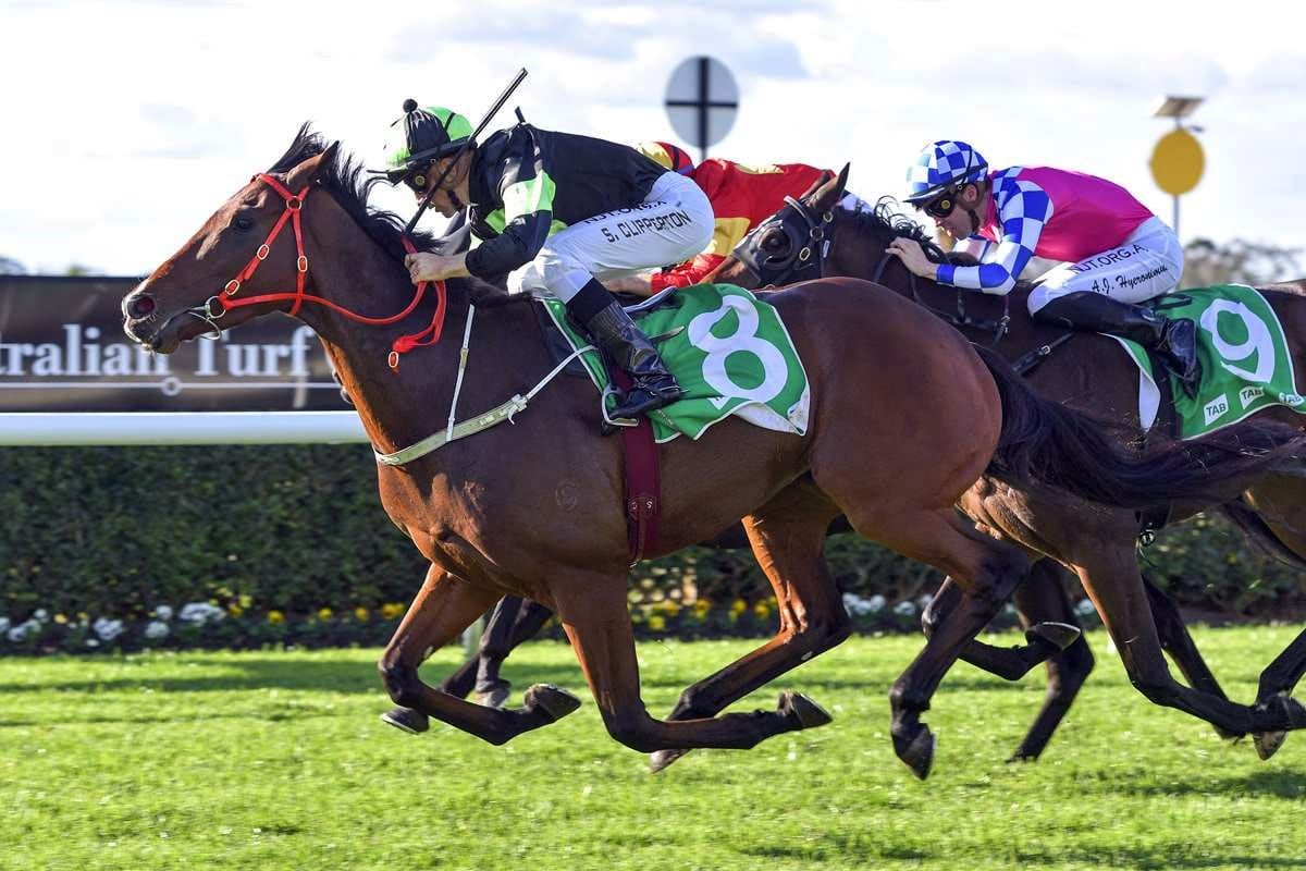 Stockman seeking redemption at Rosehill