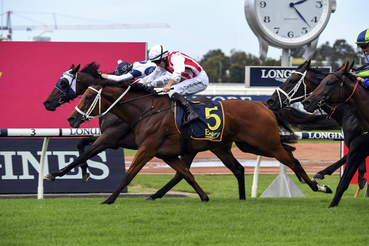 Waller searching for Queensland glory with Kiwi contingent