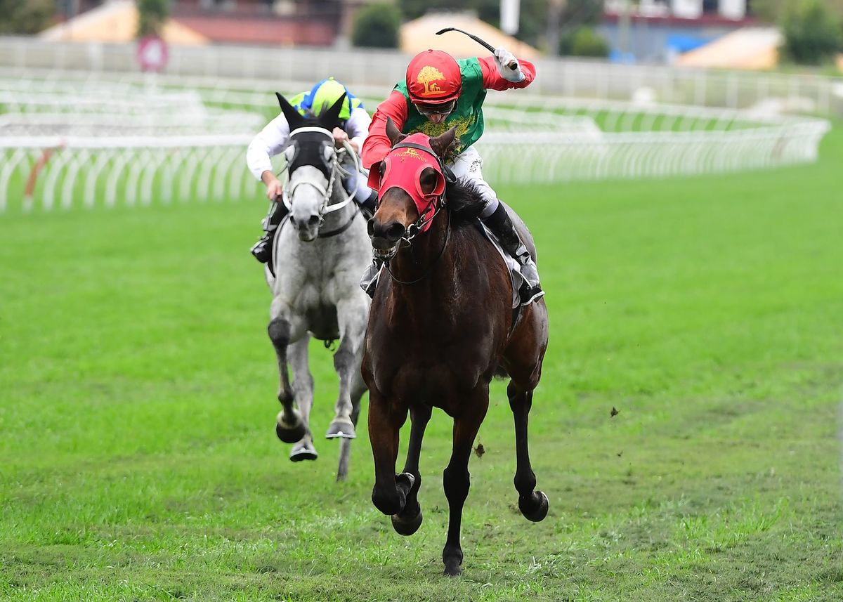 Hayes brothers taste stakes joy with Savabeel mare