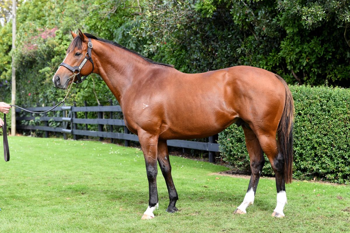 Show goes on for Grangewilliam Stud