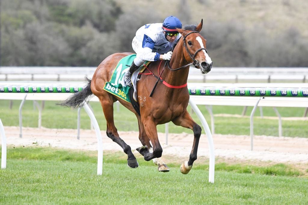 O’Brien unleashes Oaks prospect