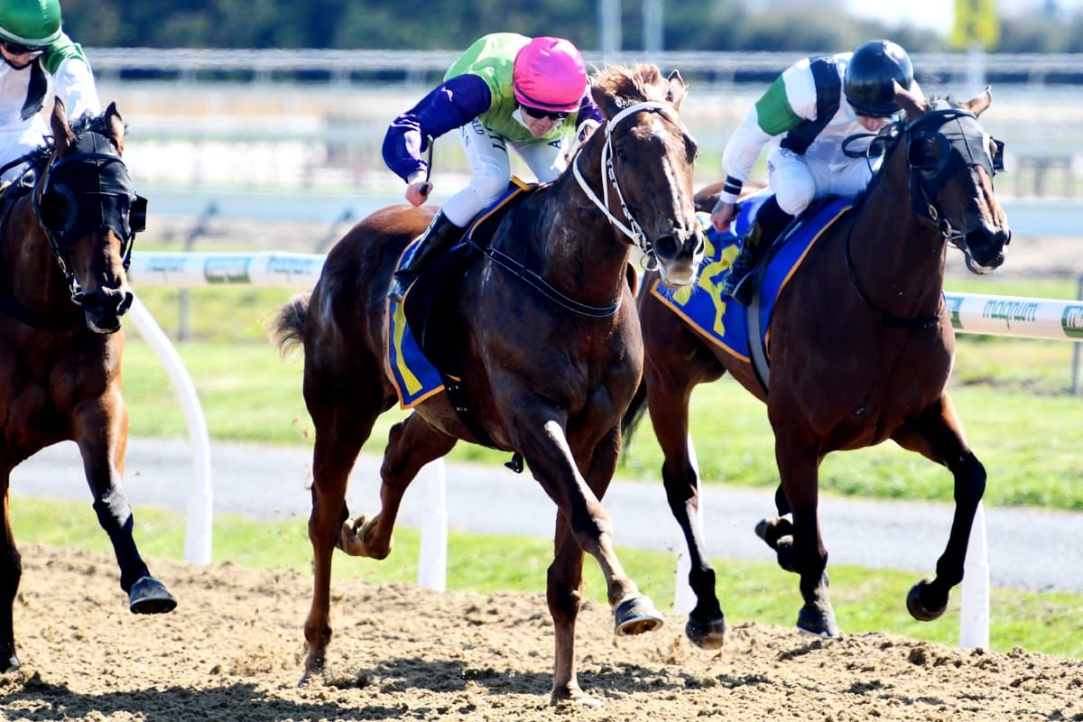 Talented Tannahill a quality addition to Phelan stable