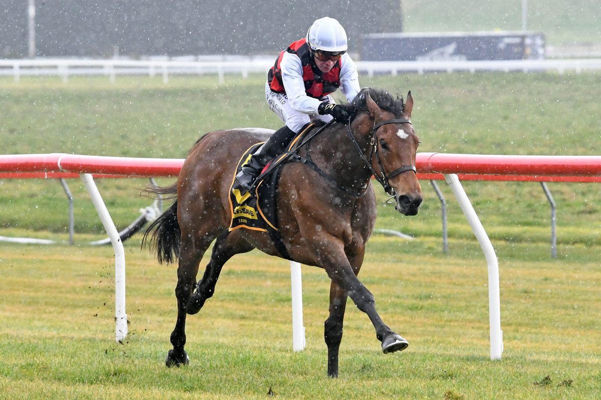 Tarzino 3YO makes perfect start