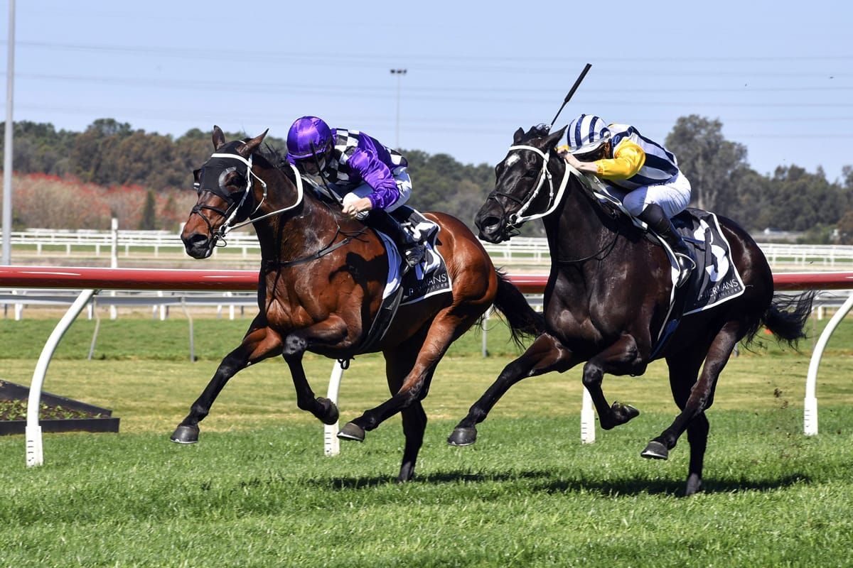 Toomuchtobear heads NZ bred quinella
