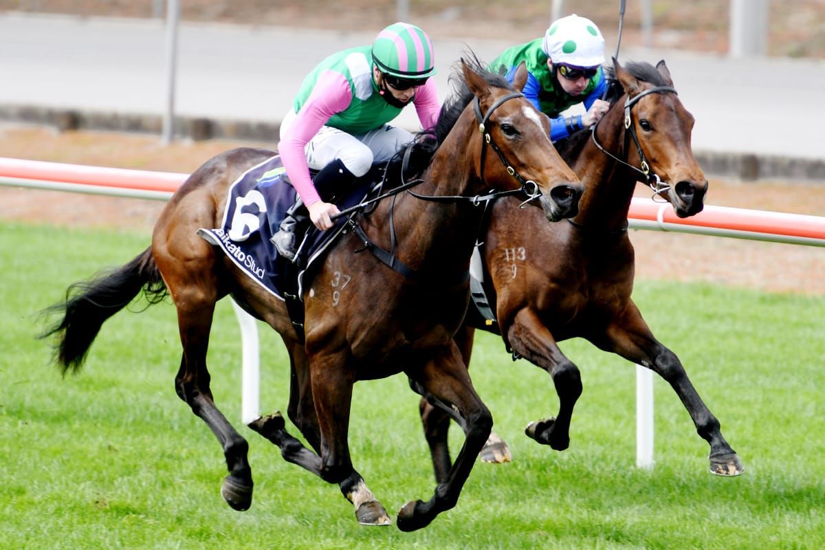 Wessex too strong on debut at Matamata
