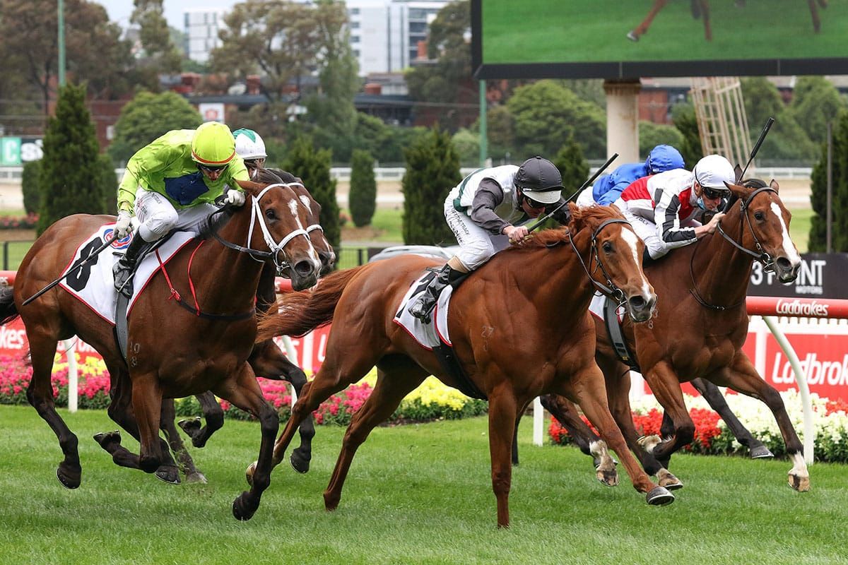 Kiwi import Queen of the Crockett