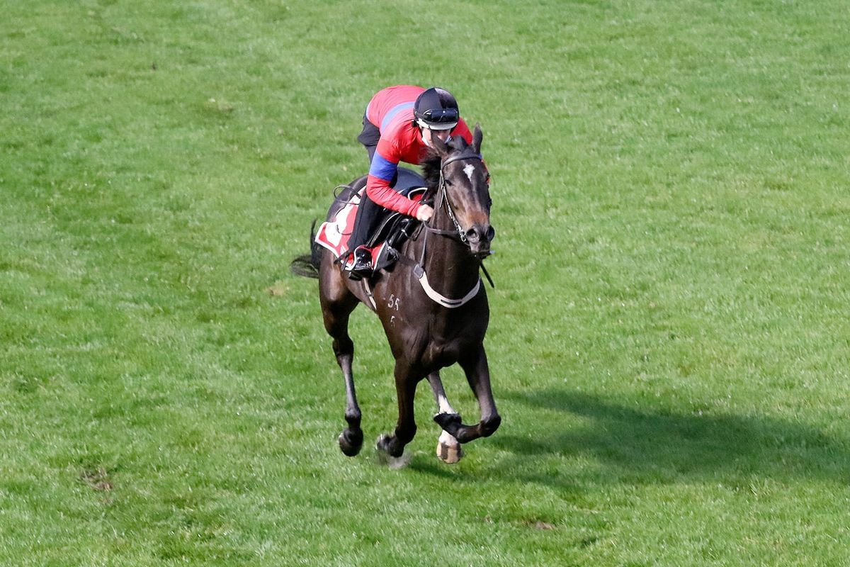 Star mare to bounce back