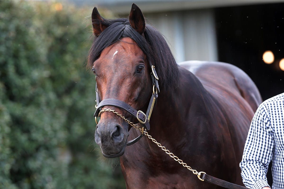 Western Empire another Australian star for Iffraaj