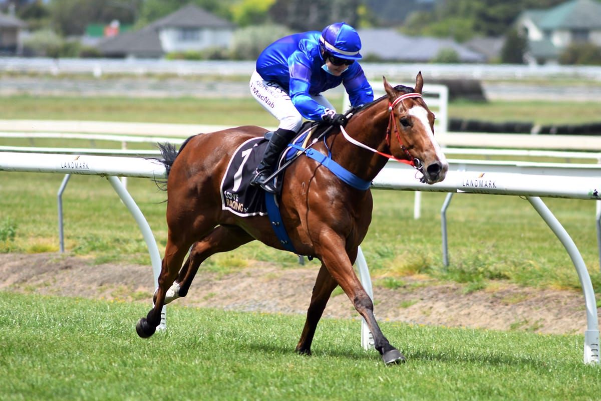 Another bold showing on cards at Awapuni