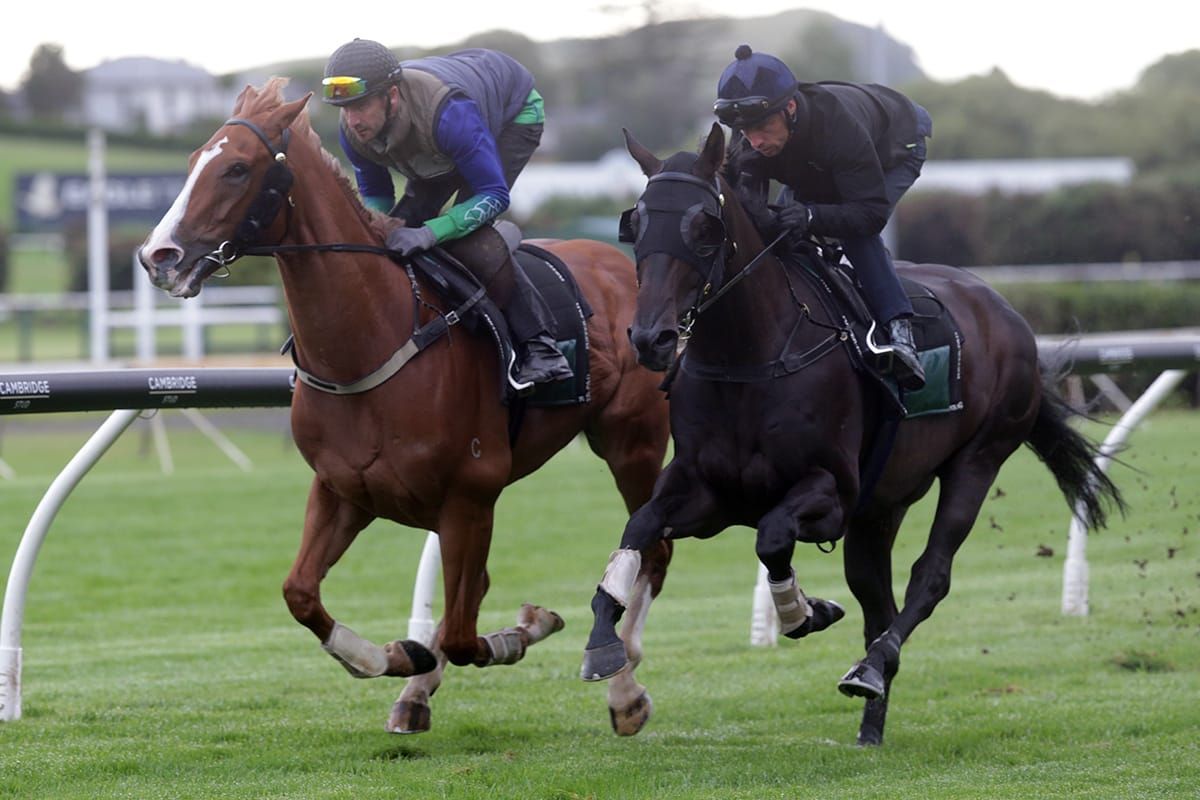 Pareanui Bay heads Pike’s Boxing Day charge