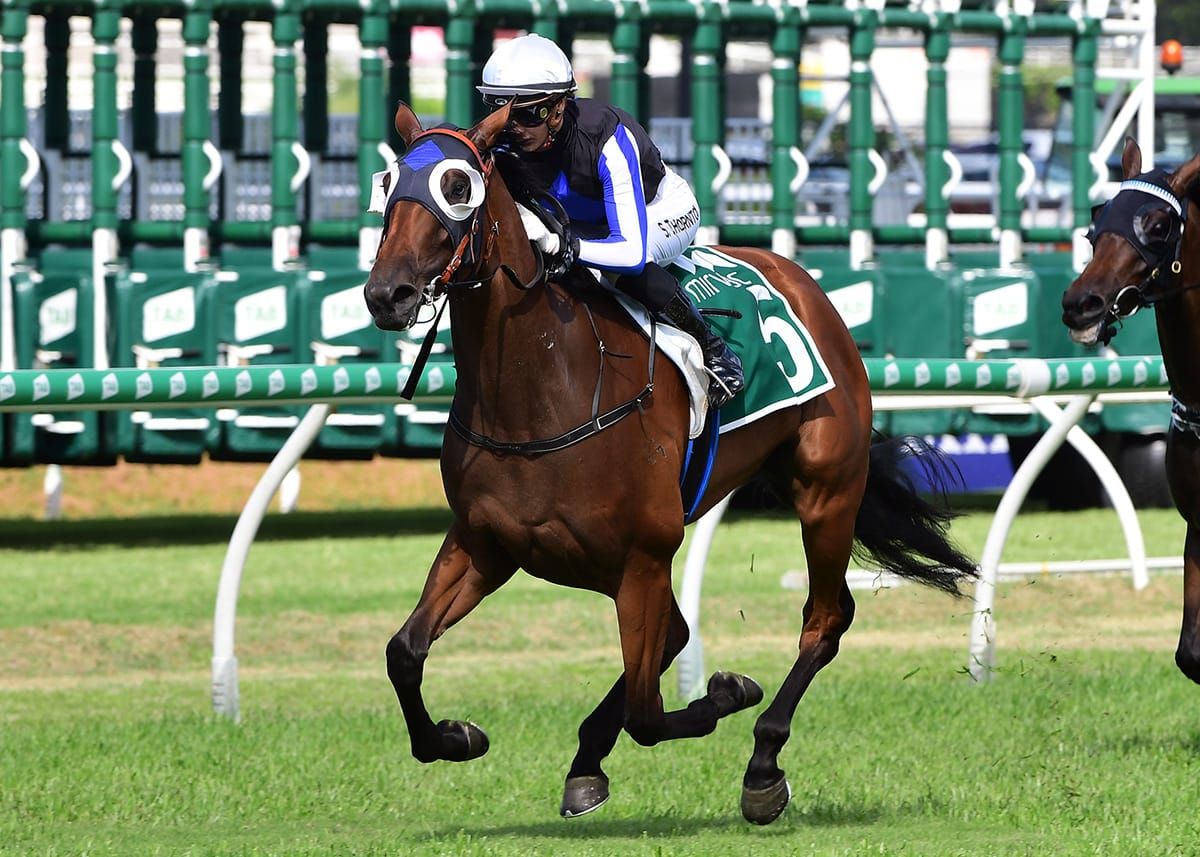 Tarzino’s Gypsy Goddess a star on the rise