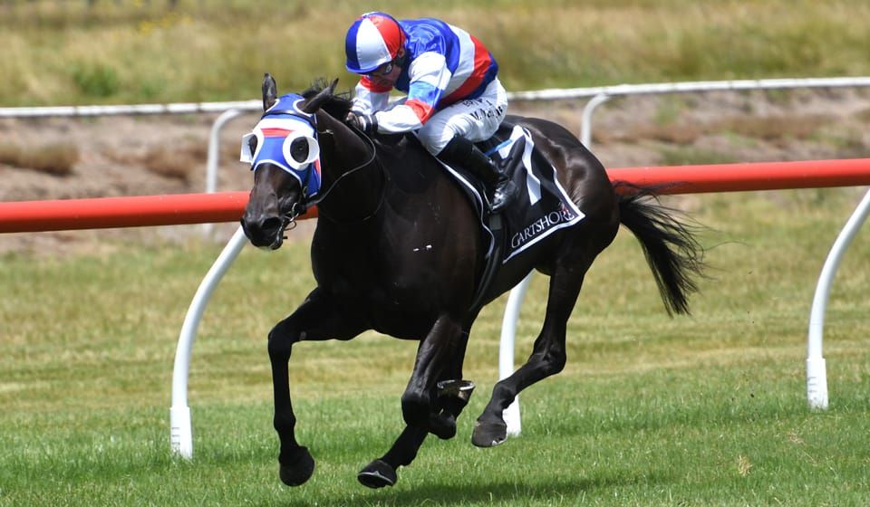 Tauranga opener all about Self Obsession