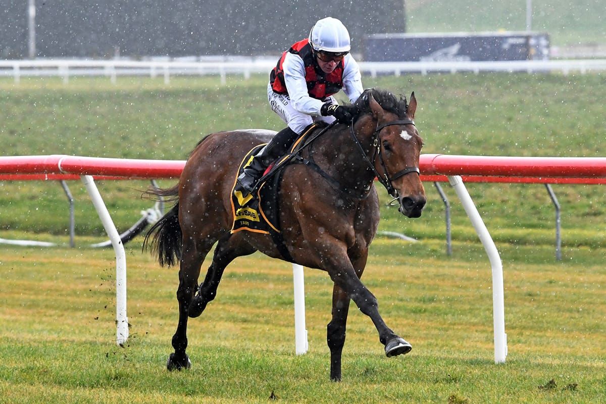 Undefeated Te Toki running for new ownership team