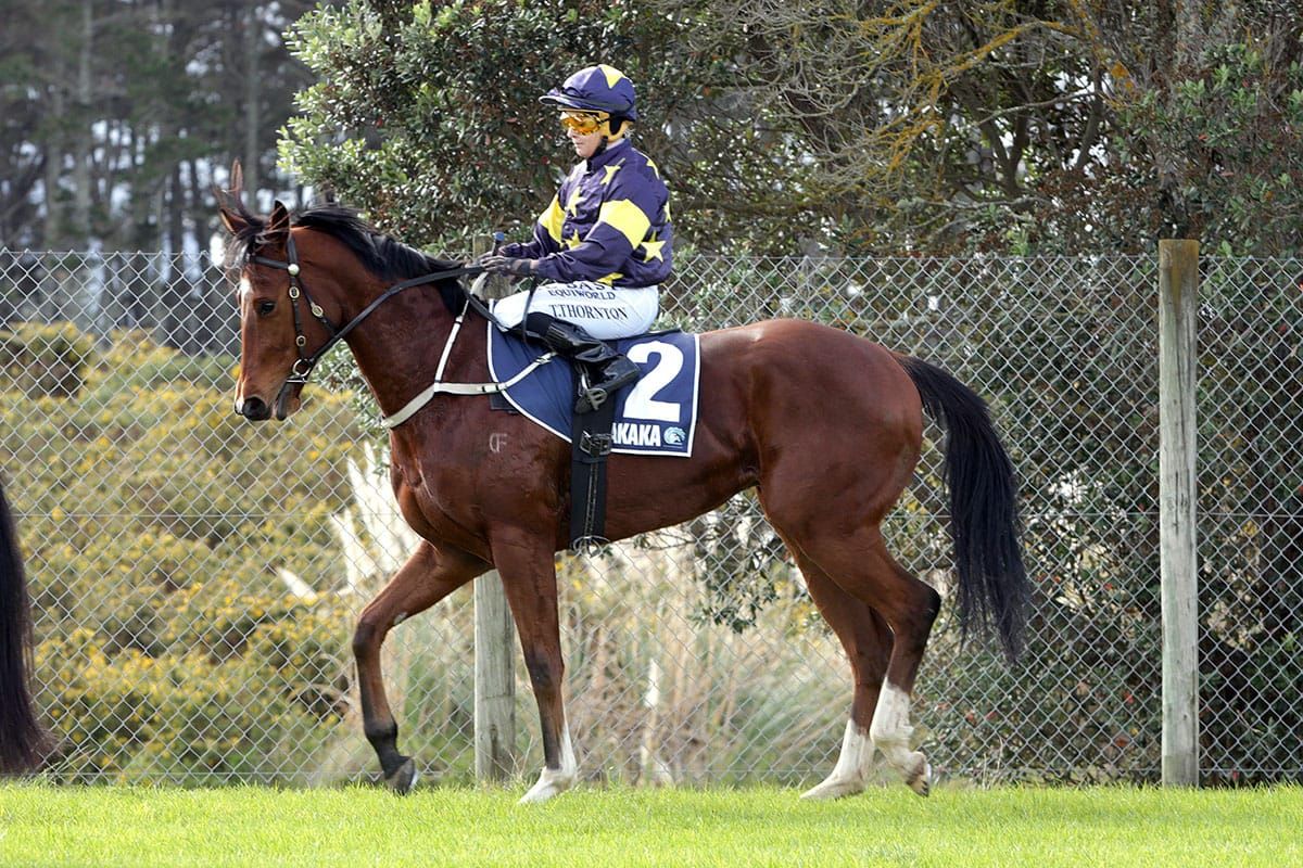 Rae missing South Island Christmas scene