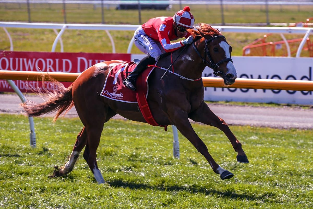 Stakes hopes look rosy for Team Pitman