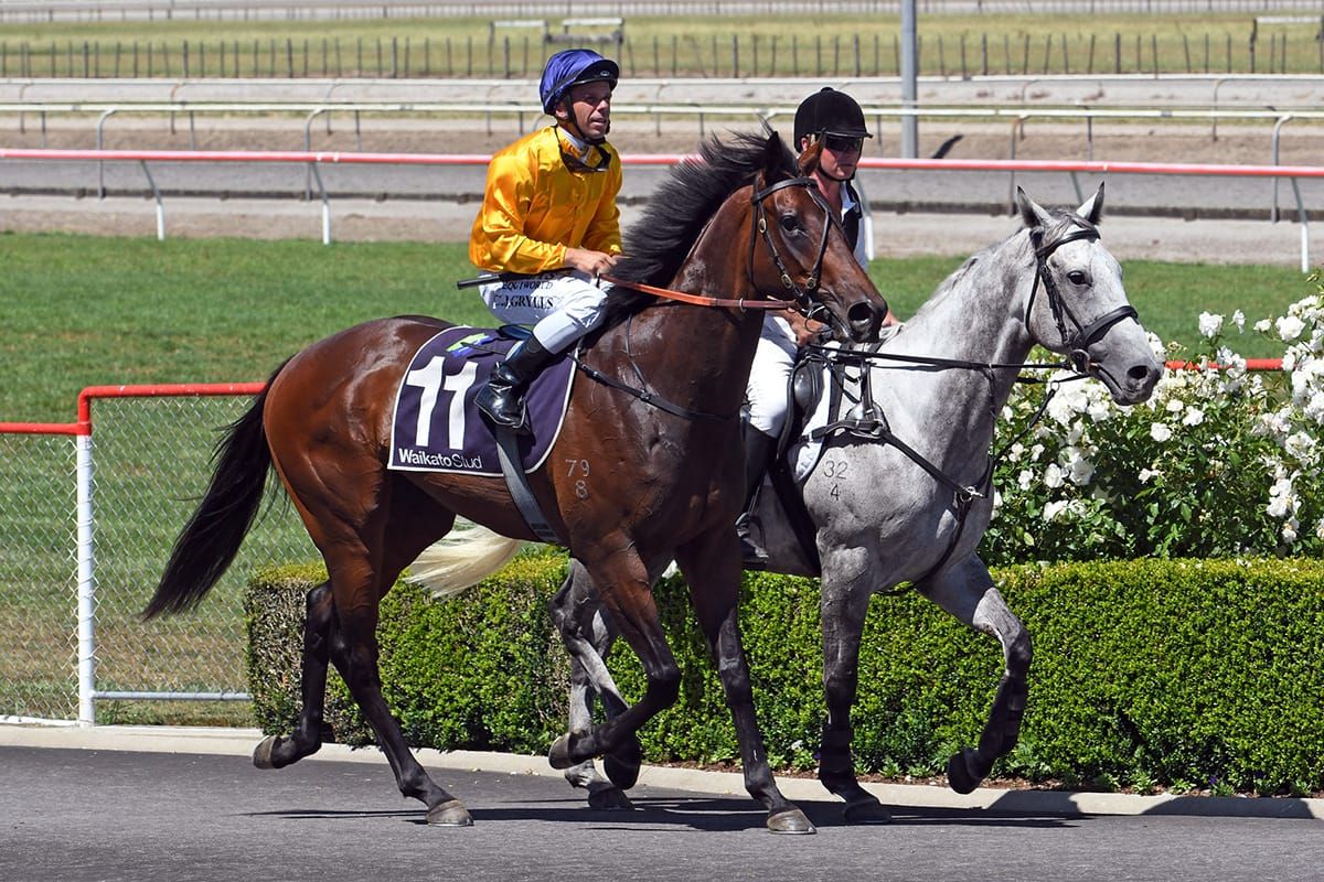 Valachi still flying flag for well-credentialled stallion