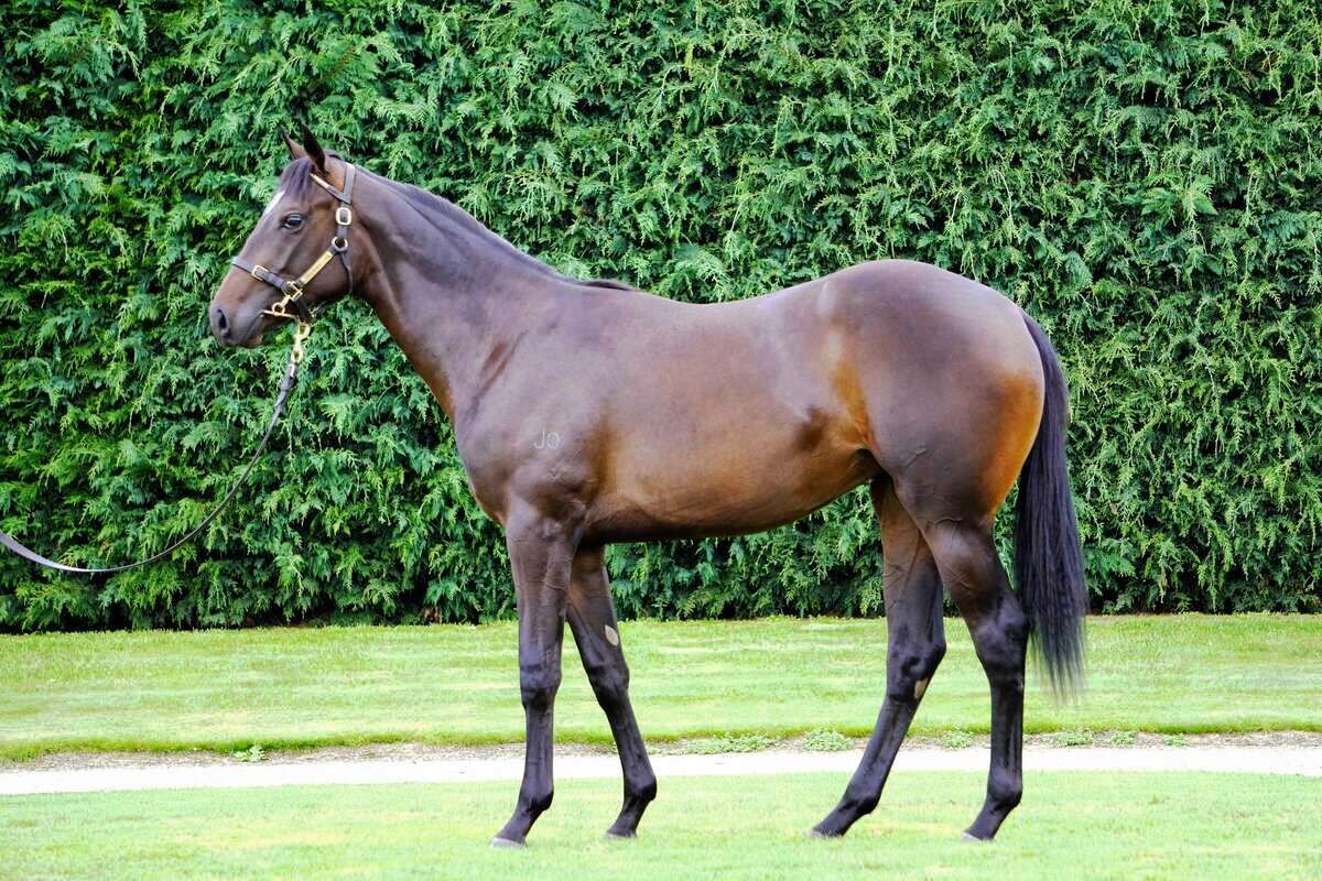 Full head of steam for LA ahead of Karaka