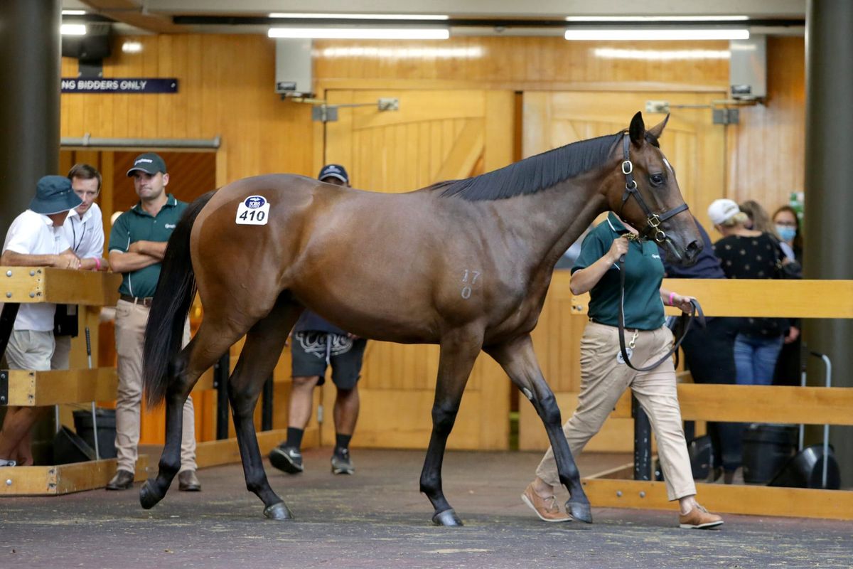 Ellis buys ‘filly of the decade’
