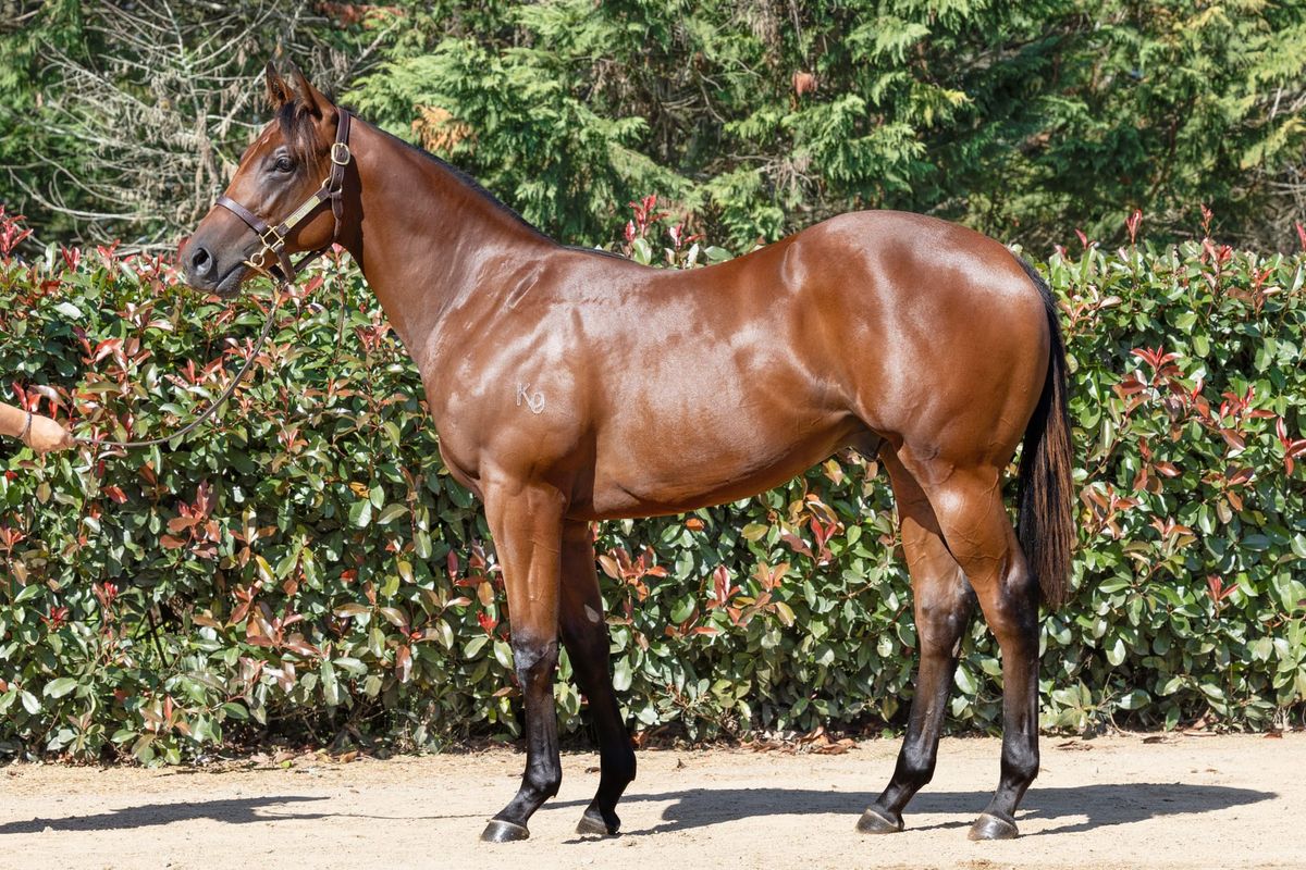 Excitement building at Karaka for Koru Thoroughbreds