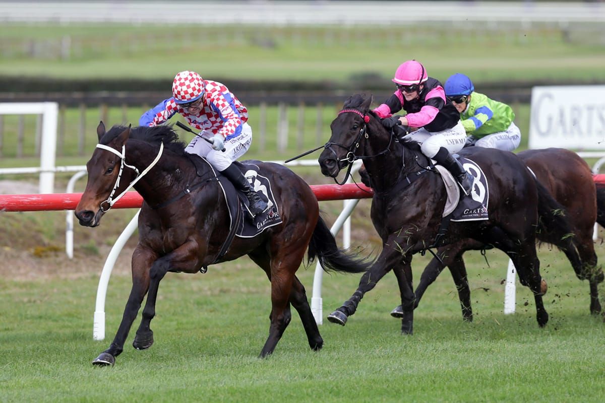 Gospodin in search of Stradbroke berth