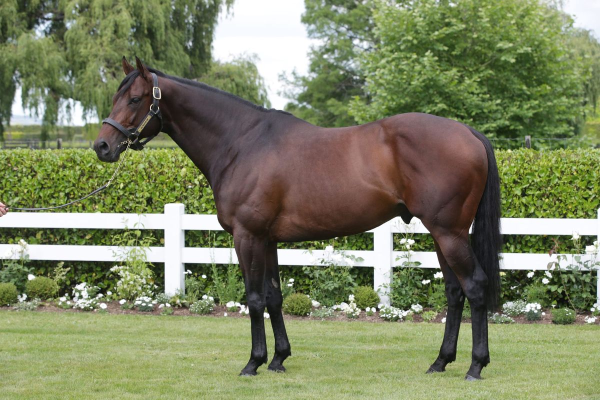 Superb Selection of Sires in NZB National Weanling Sale