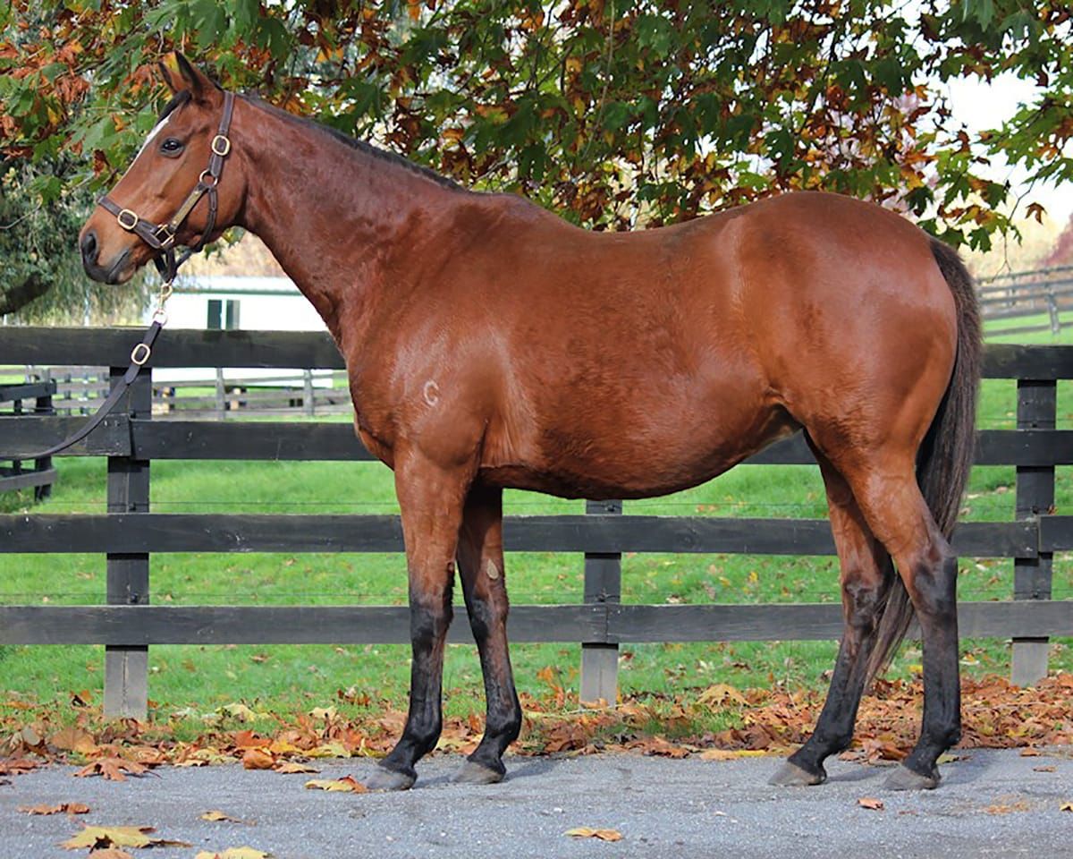 Valachi Downs mares attracting strong interest