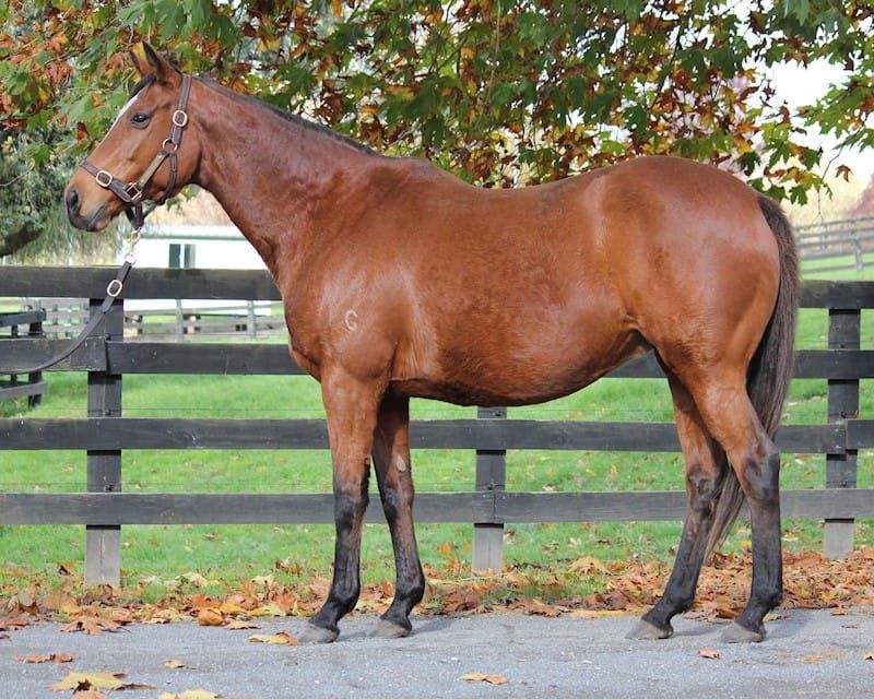 Valachi Downs Unreserved Broodmare & Stallion Share Dispersal Live