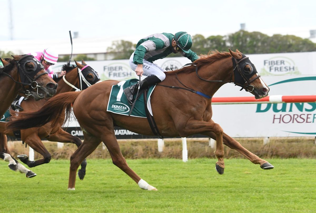 Bellatrix Black to lead spring charge