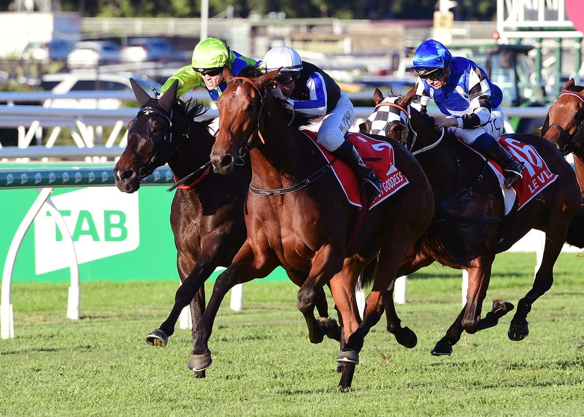 Unwanted filly delivers for reluctant breeder