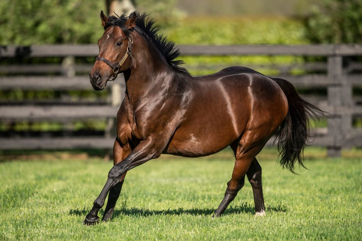 Stakes winner for Ribchester