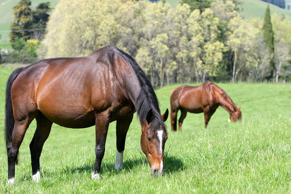 NZTBA session: Preparing mares for the breeding season