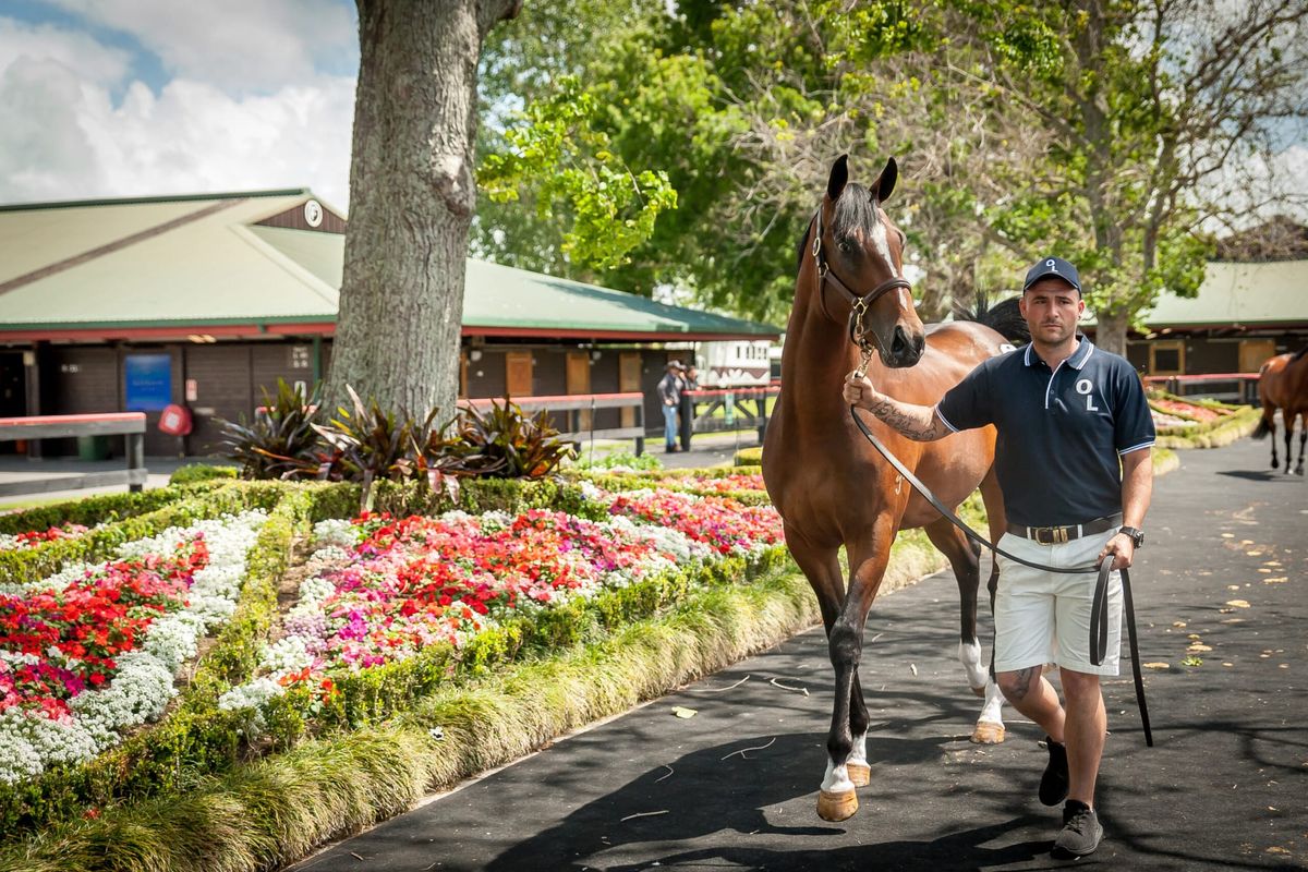 2023 Ready to Run Sale NZ Trainers Series Commences