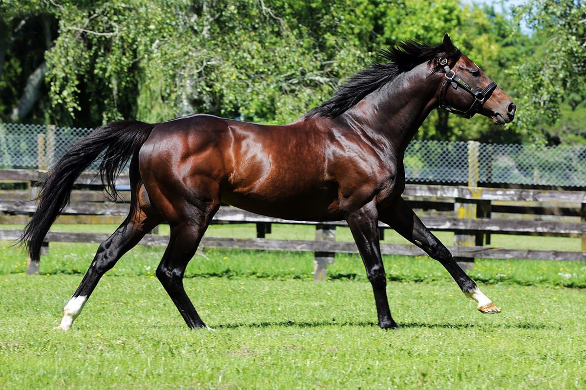 Kiwi-bred juveniles make Grand Impact at Geelong